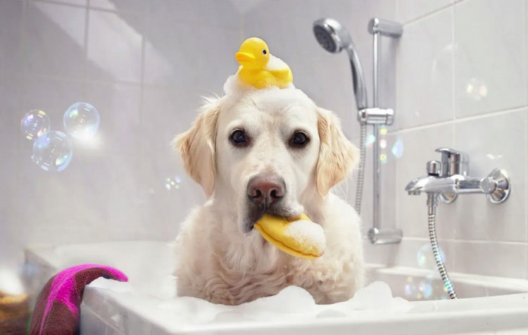 Dctr.Go Шампунь-бальзам для животных Sнampoo Therapy "Мультиуход" 1000 ml в Тольятти 